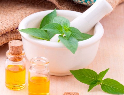 plantas medicinales